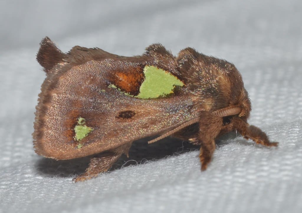 Spiny Oak Slug Moth