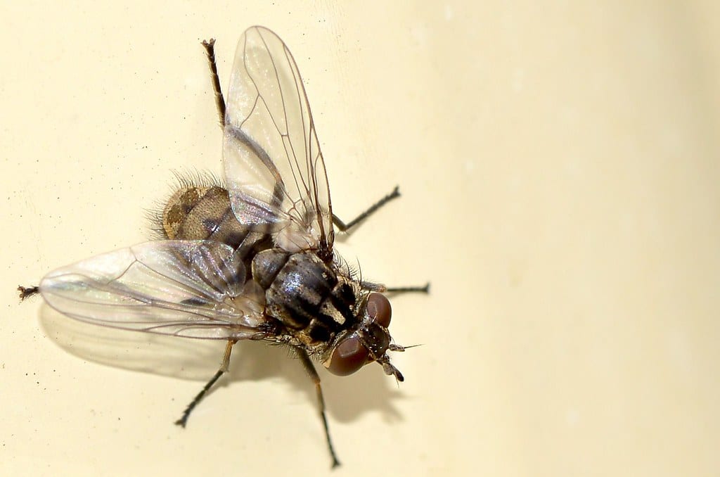 Stable Fly - Types of Flies in California