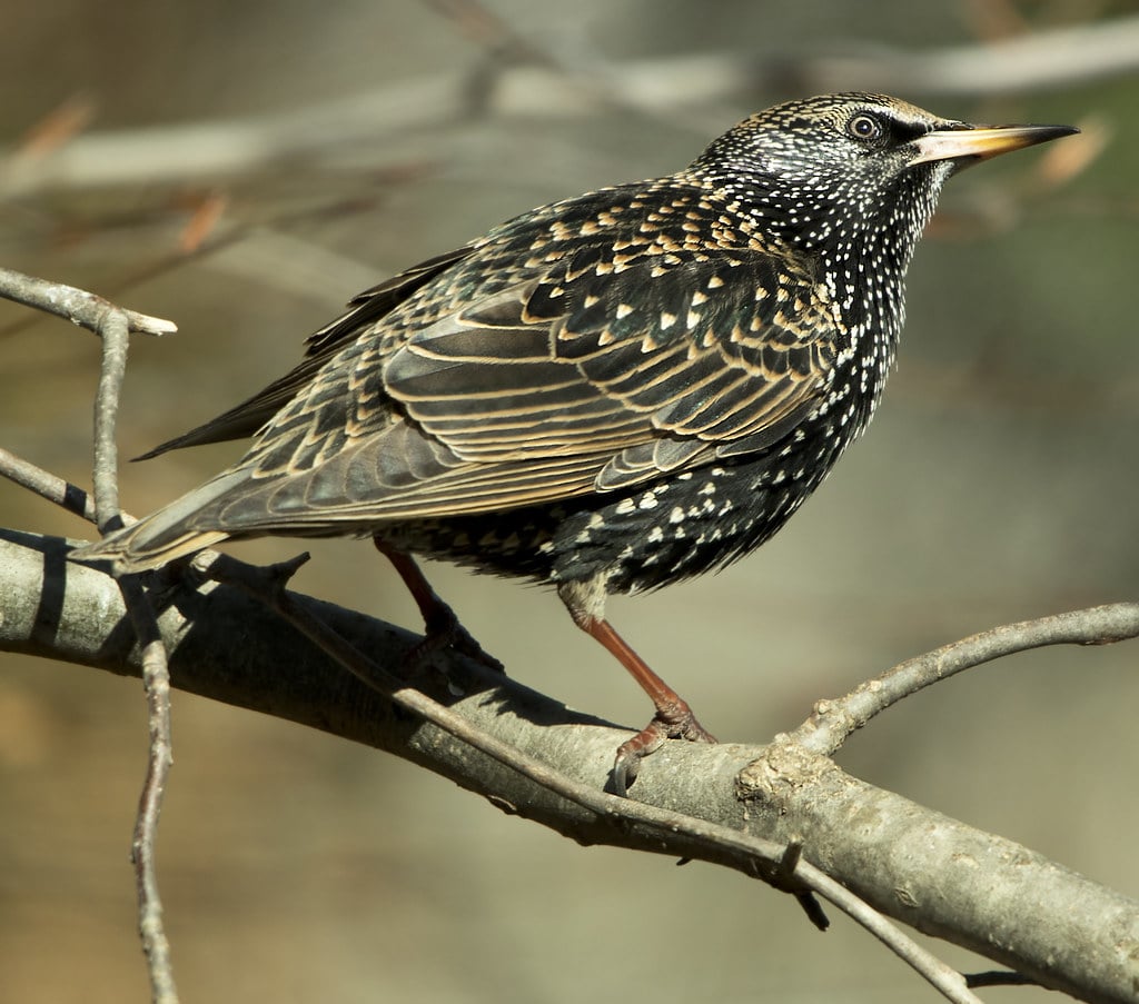 Starling