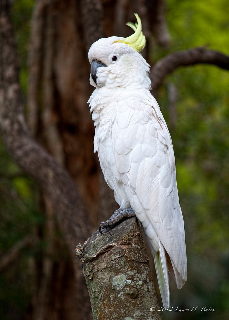 Sulphur-Crested Cockatoo