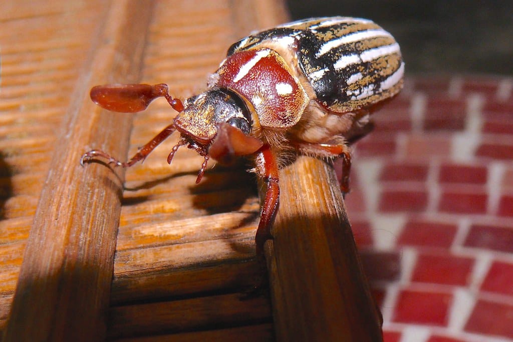 Ten-lined June Beetle