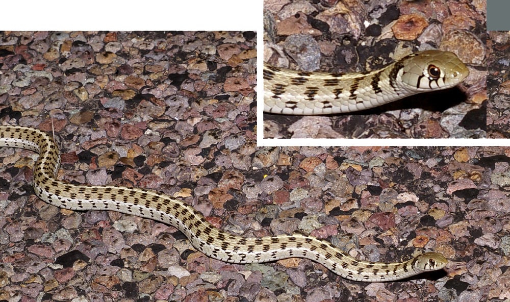 Texas Garter Snake