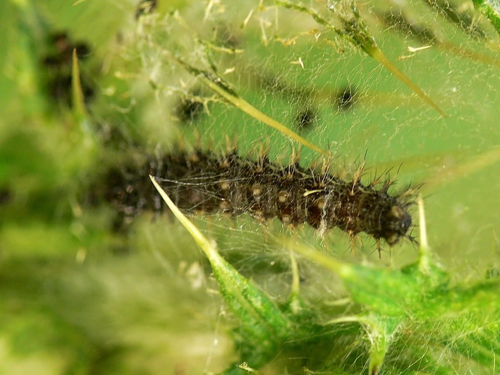 Thistle Caterpillar