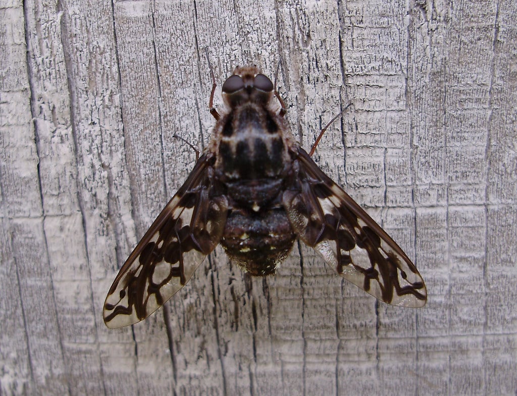 Tiger Bee Fly