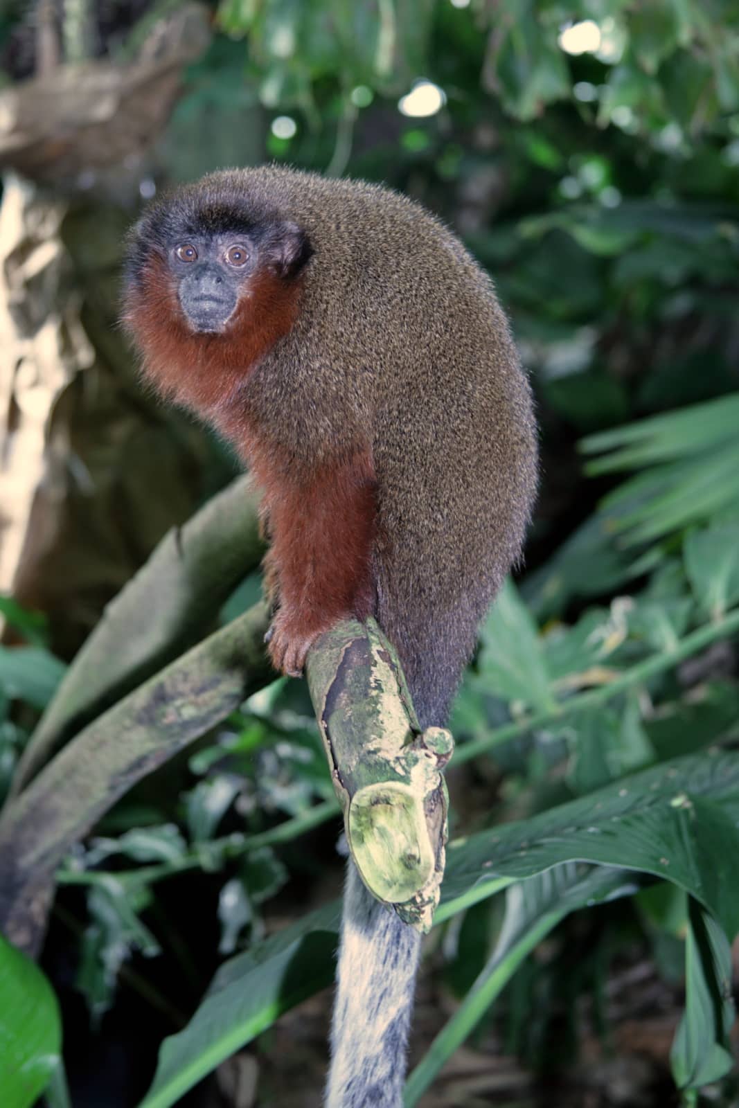 Titi Monkeys