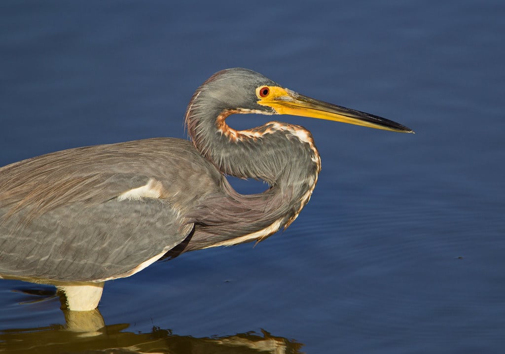 Tricolored Heron - Types of Herons in Michigan