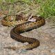Types of Snakes in Missouri