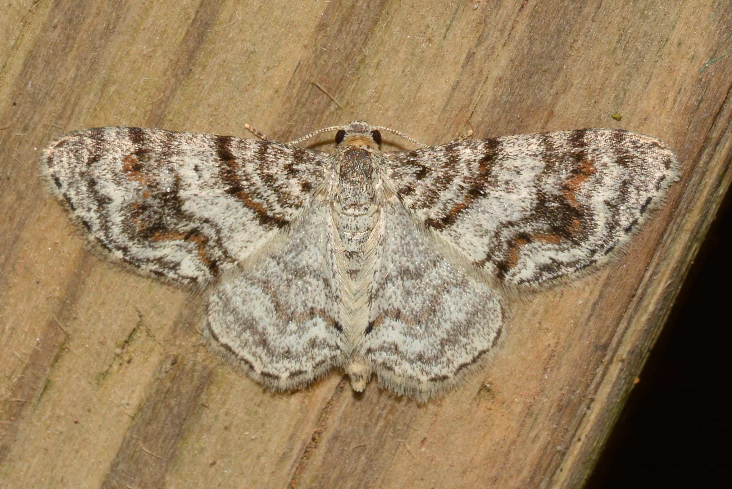 Unadorned Carpet Moth