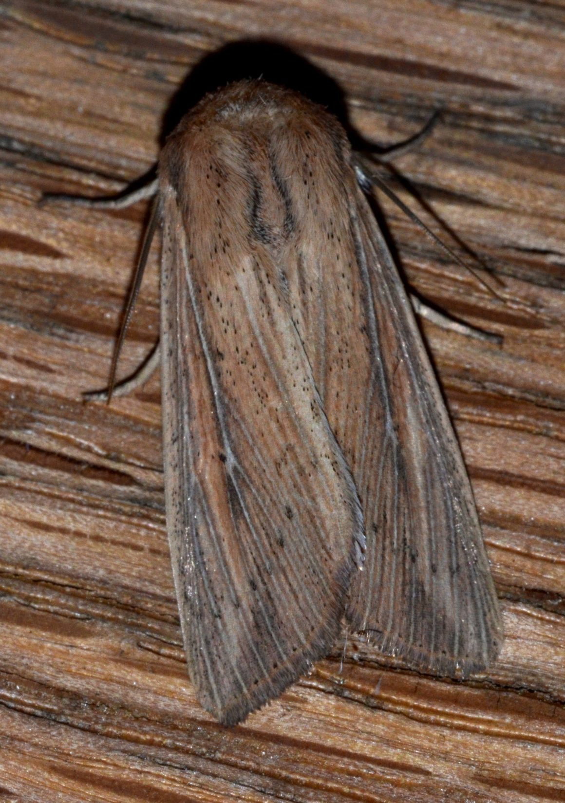 22 Different Types of Moths in Ohio (With Pictures)