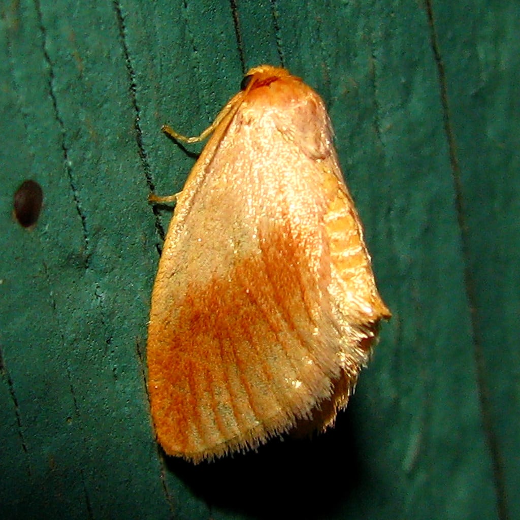 Warm-Chevroned Moth