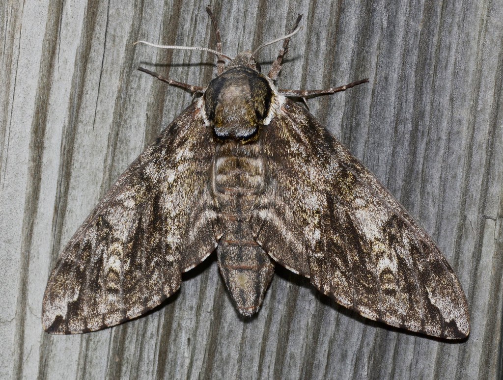 Waved Sphinx Moth