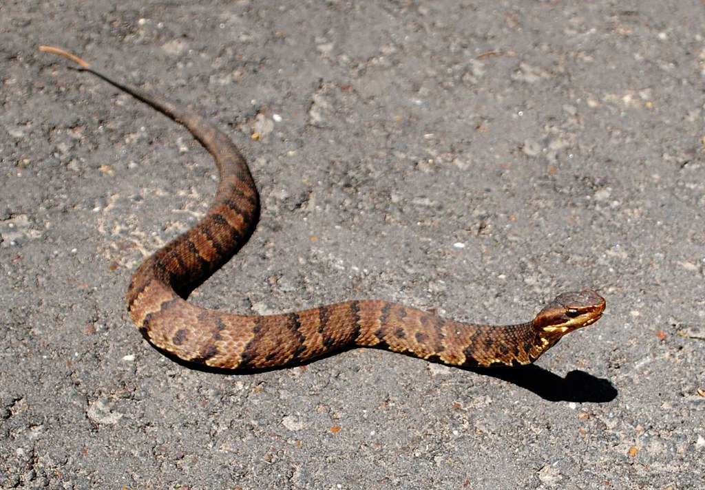 Western Cottonmouth/Water Moccasin