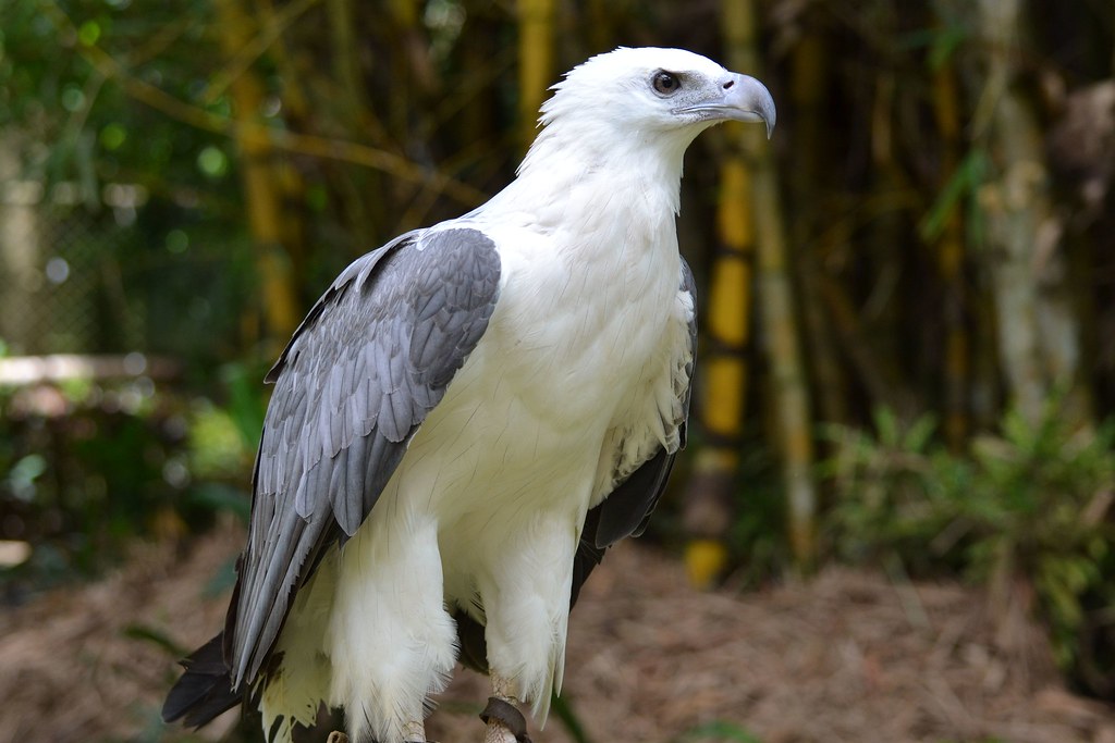 White-bellied Eagle