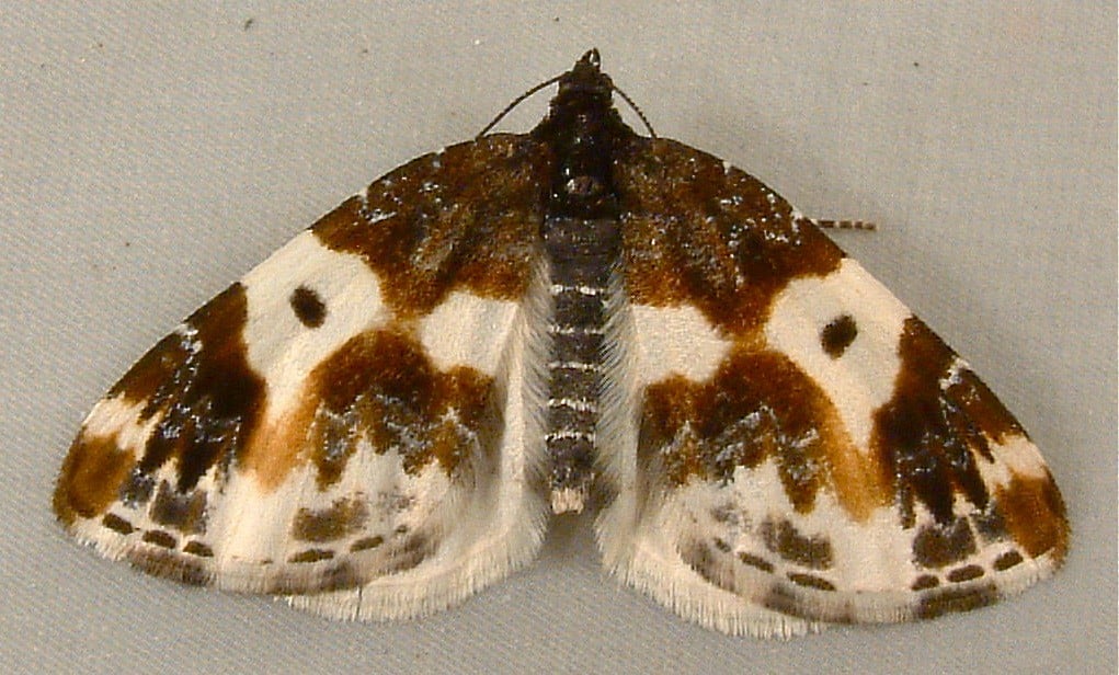 White-Ribboned Carpet Moth