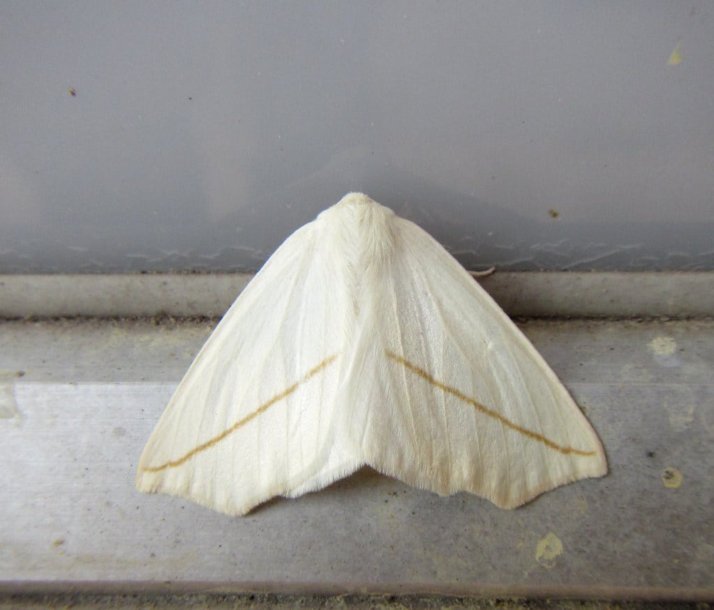 White Slant-Line Moth