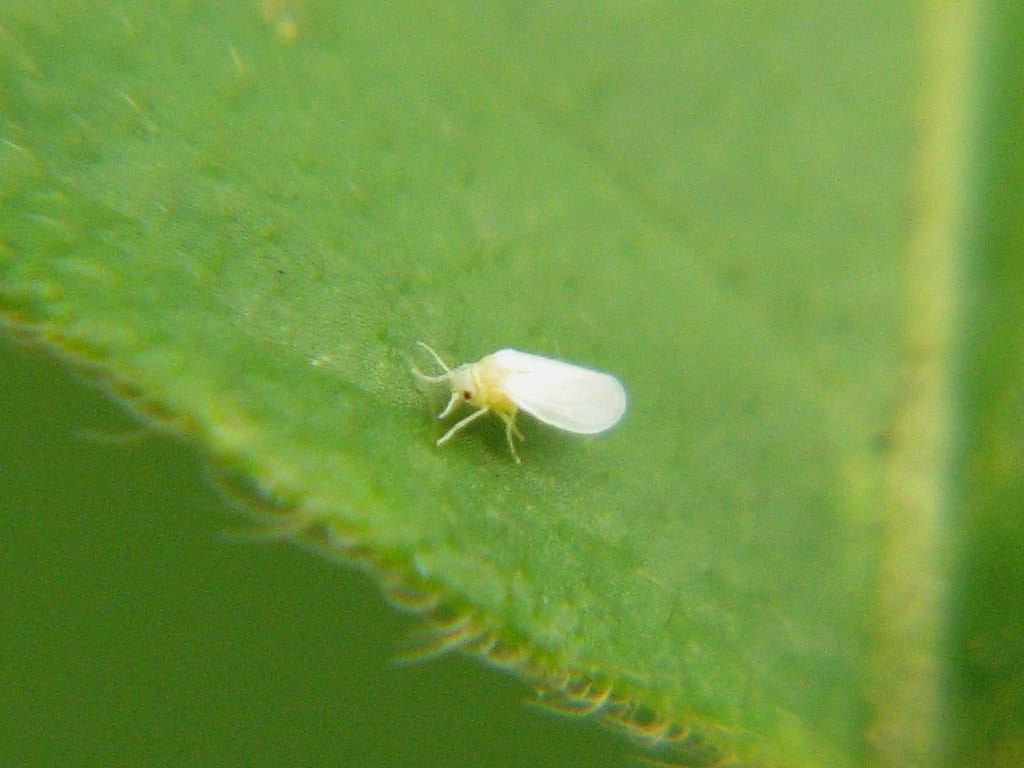 Whitefly