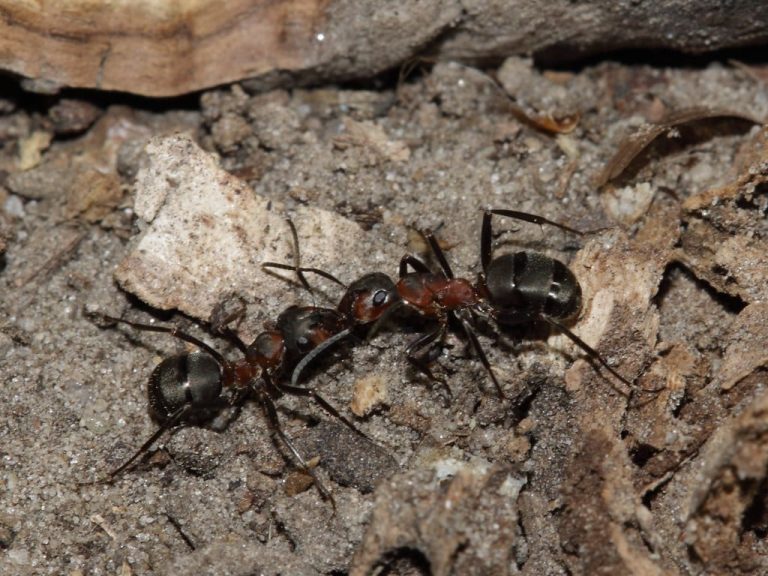 23 Different Types of Ants in Washington State