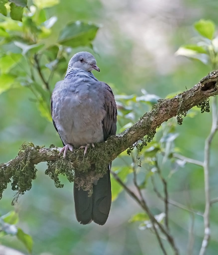 Wood Pigeon