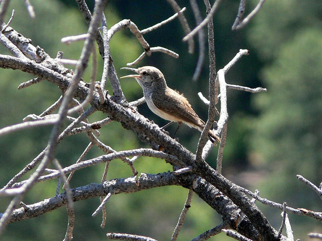 Wren