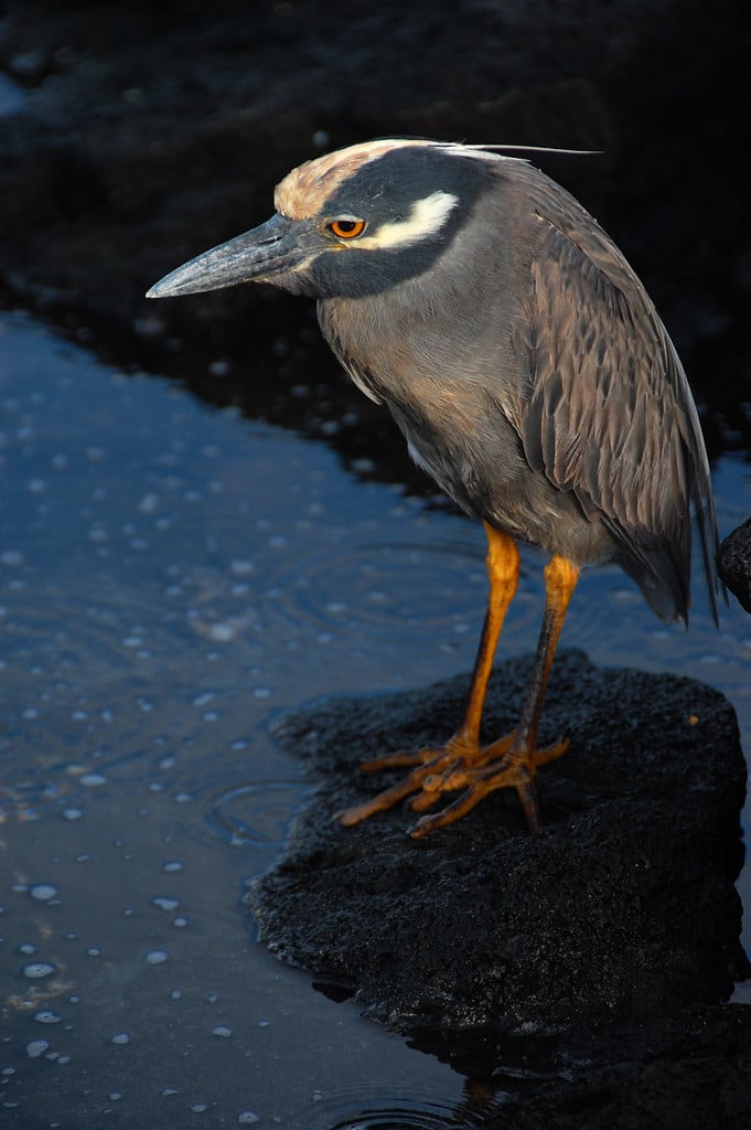 Yellow-crowned Night-Heron - Types of Herons in Michigan