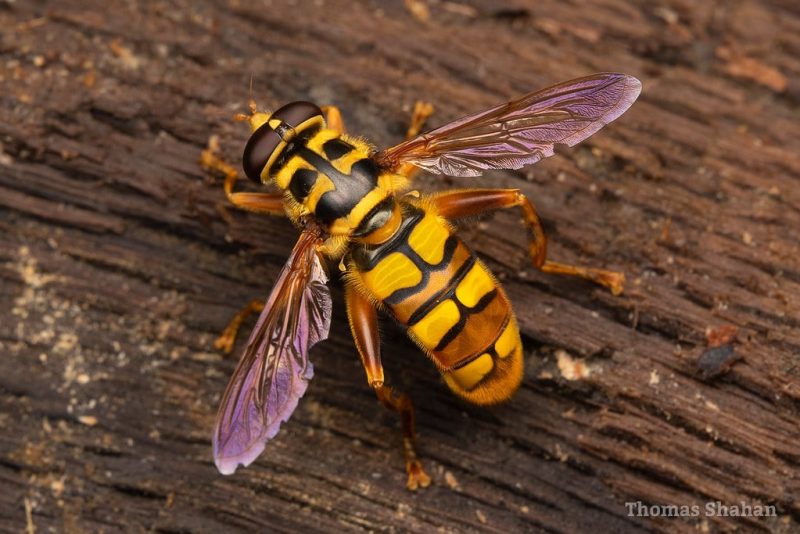 17 Different Types of Flies in Wisconsin