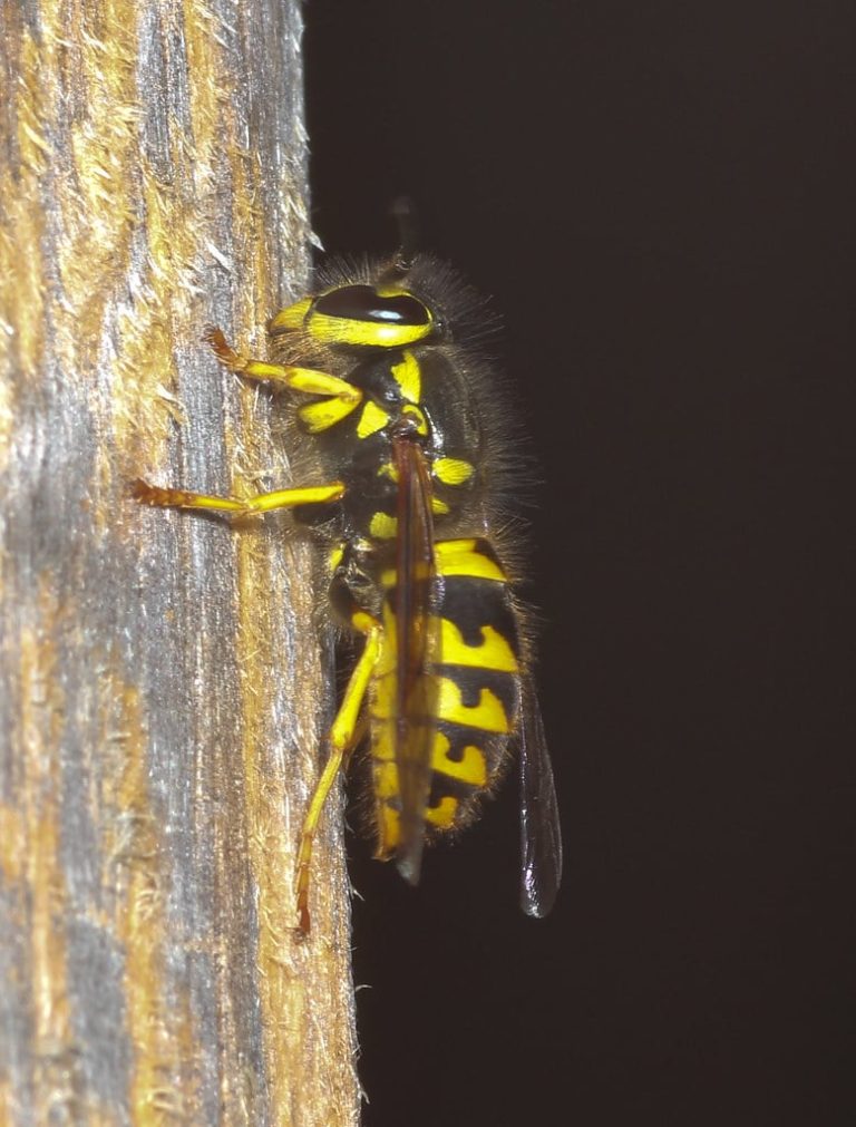 5 Different Types of Wasps in Minnesota