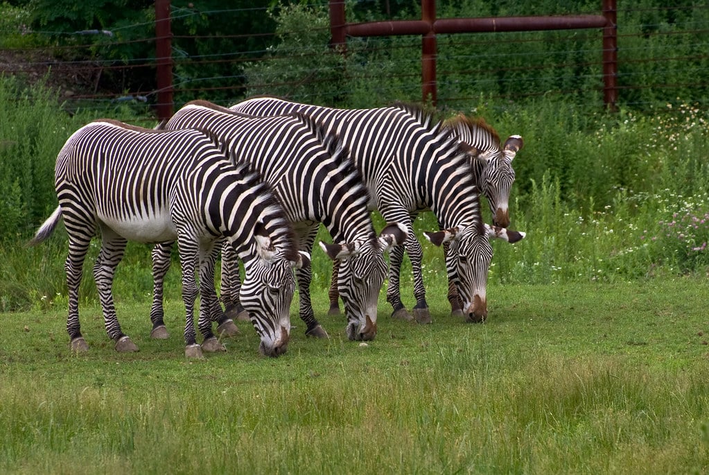 Zebras 