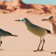 Birds That Live in the Desert