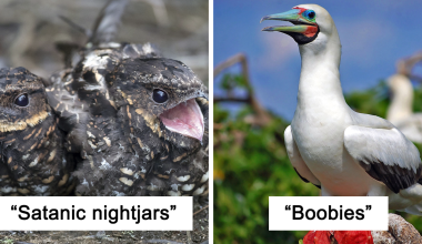 Birds With Weird Names