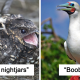 Birds With Weird Names