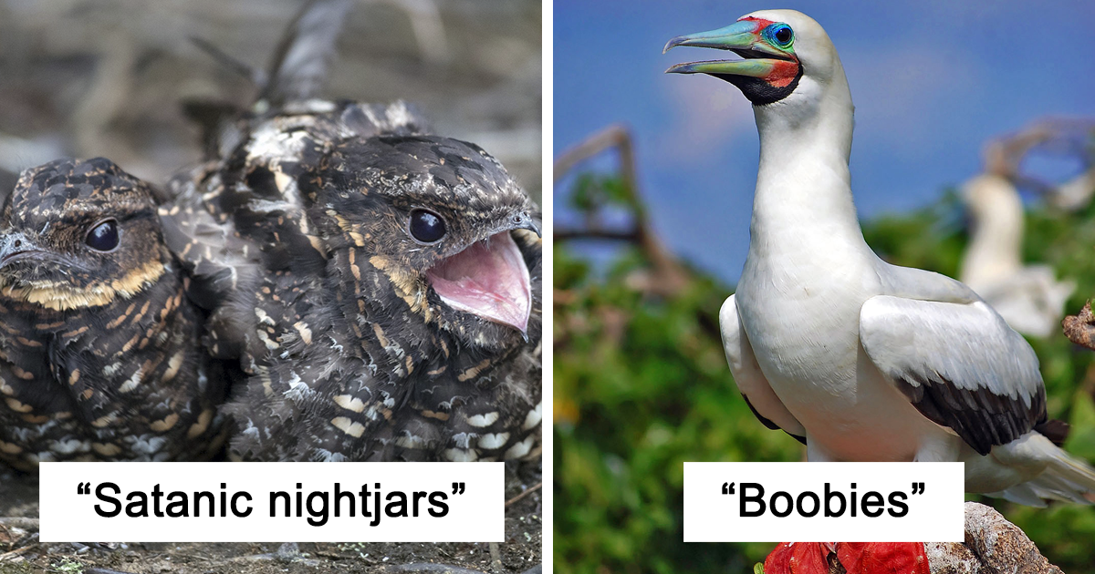 15-birds-with-weird-names-and-their-pictures