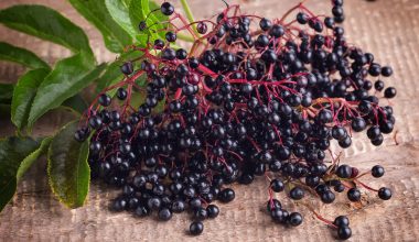 Can Chickens Eat Elderberries