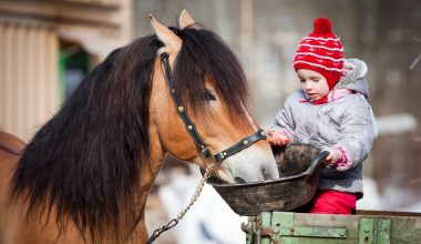 Can Chickens Eat Horse Feed