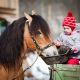 Can Chickens Eat Horse Feed