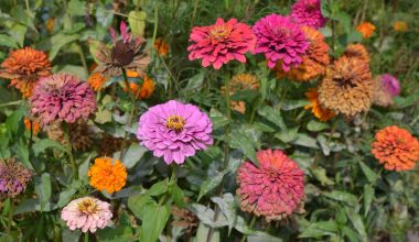 Can Chickens Eat Zinnias