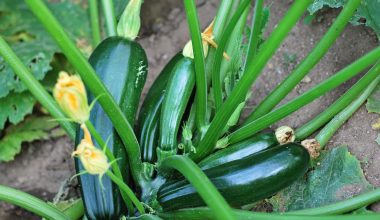 Can Chickens Eat Zucchini Peels