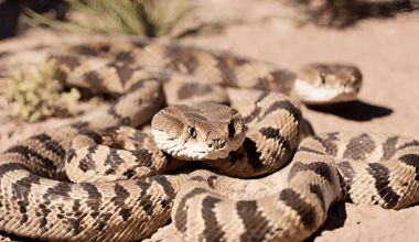 Different Types of Rattlesnakes in California