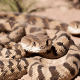 Different Types of Rattlesnakes in California