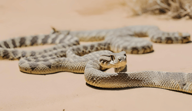 Different Types of Rattlesnakes in New Mexico