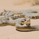 Different Types of Rattlesnakes in New Mexico