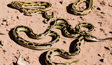 Different Types of Snakes in Nevada