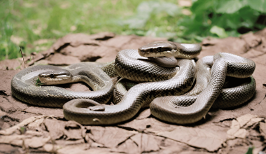 Different Types of Snakes in Ohio