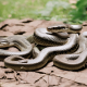 Different Types of Snakes in Ohio