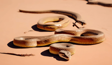 Snakes That Live in the Desert