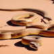 Snakes That Live in the Desert