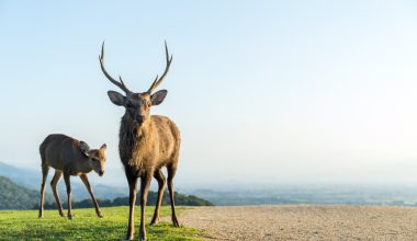 Types of Deer in Europe