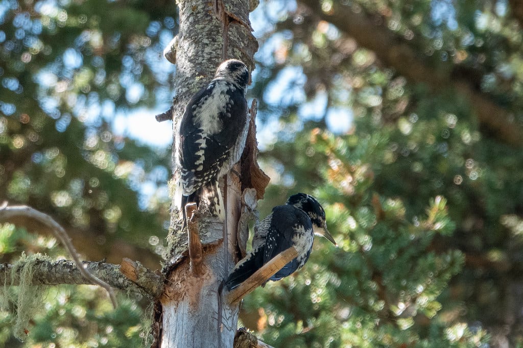 American Three-toed Woodpecker