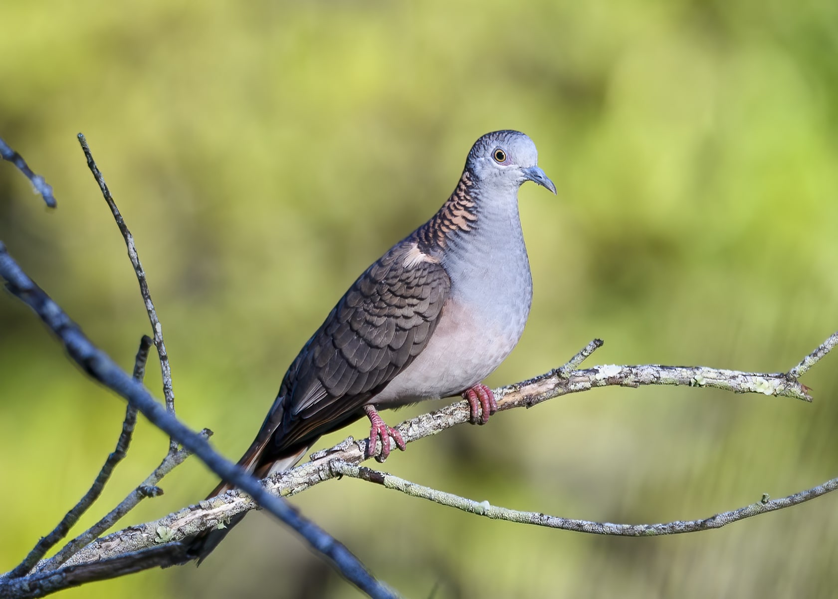 Bar-shouldered Dove