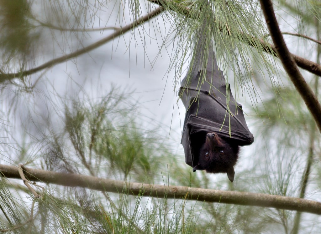 Black Flying Fox