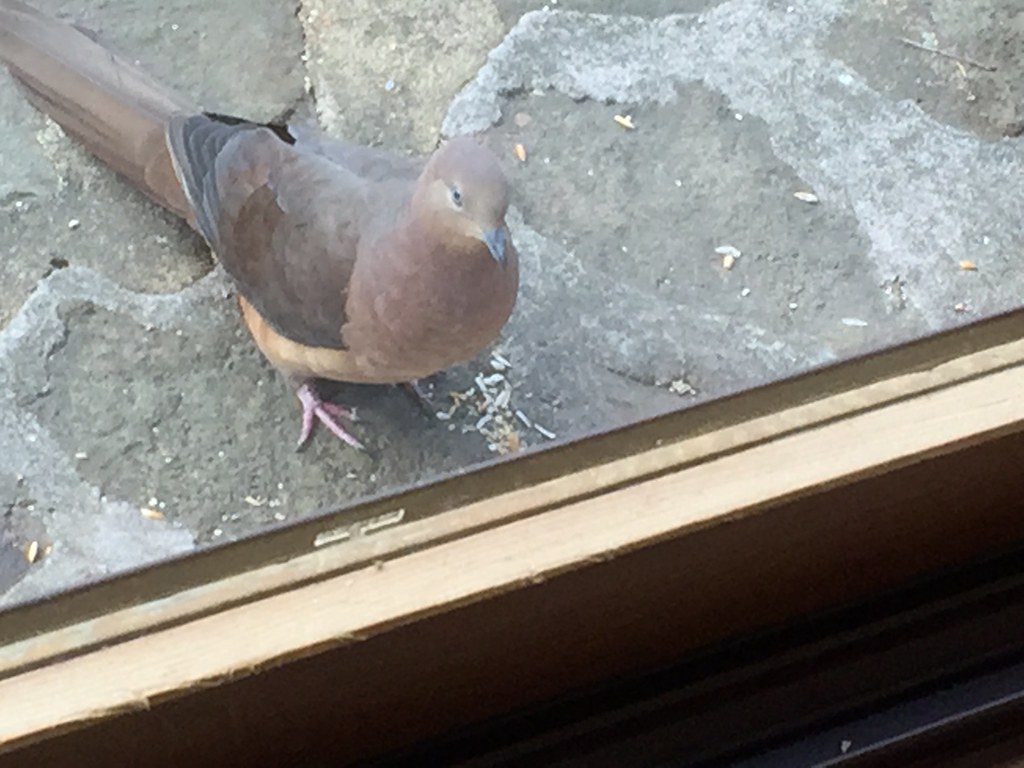 Brown Cuckoo-Dove